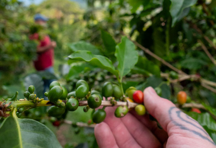 Green and red coffee cherries in a field at Aquiares Estate, Costa Rica