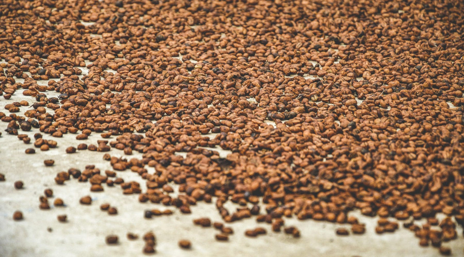 Loom Coffee Co. - Greensboro NC Worker-Owned Specialty Coffee Roastery