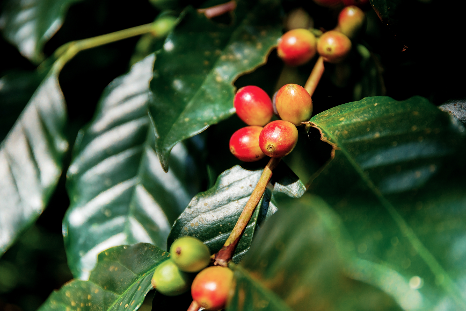What changes can we expect in the coffee industry as a result of climate change?