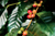 Coffee cherries ripening on the branch of a coffee tree, with lush, deep green leaves.