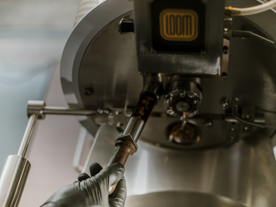 A worker's hand, wearing a sanitary nitrile glove, pulls some coffee beans from the tryer of a drum roaster at Loom Coffee Co.