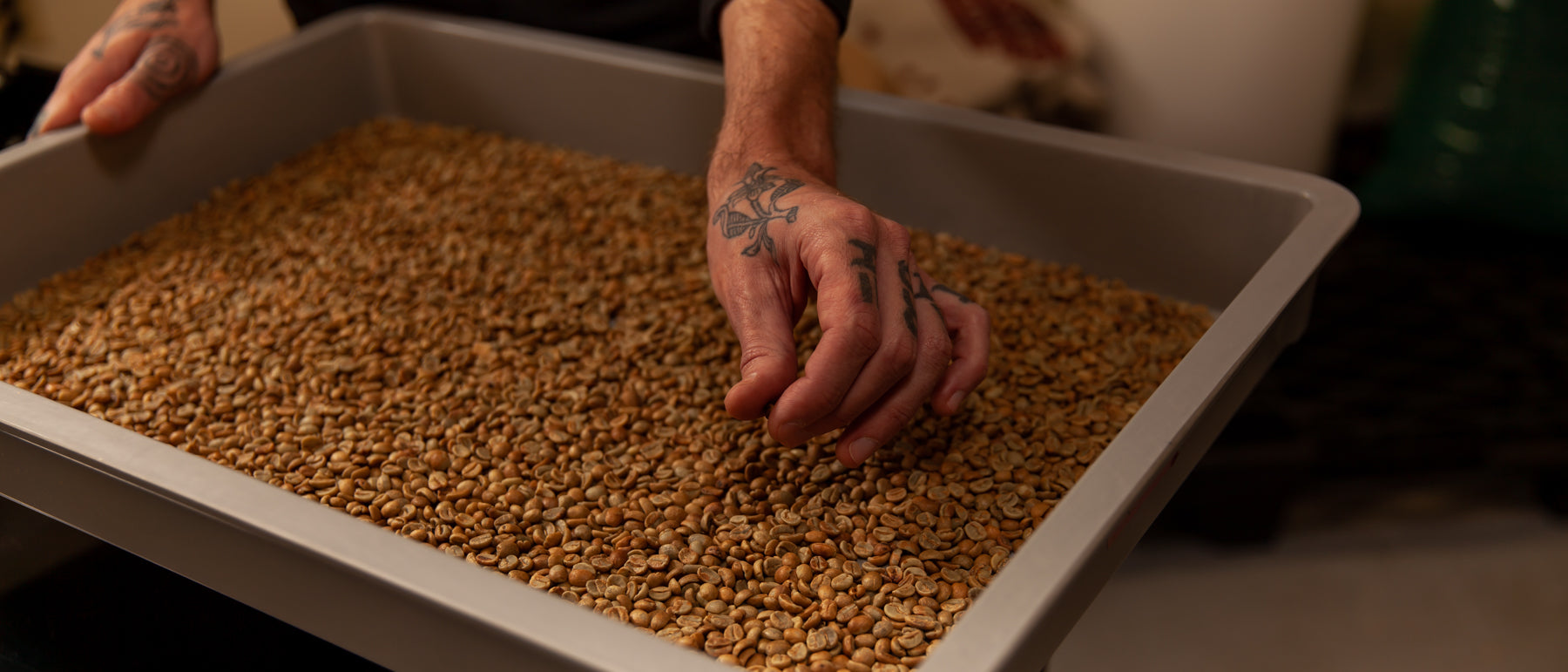A worker's hand sorts through a tray of green coffee beans at the Loom Coffee Co. roasting facility.