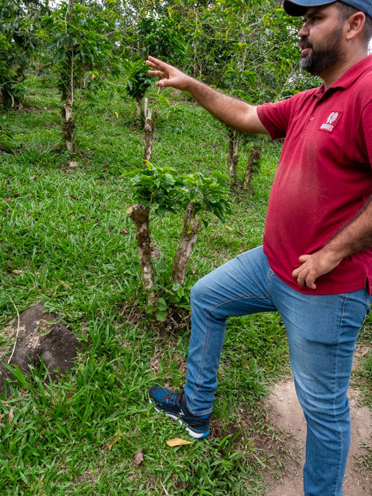 Aquiares Estate head of agrotourism explains the intricacies of coffee farming during a guided tour of the farm in Costa Rica.