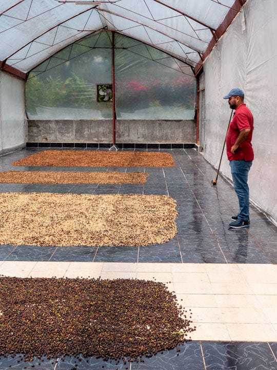 At Aquiares Estate coffee farm in Costa Rica, the farm's head of agritourism looks over several beds of coffee drying in a dedicated greenhouse.