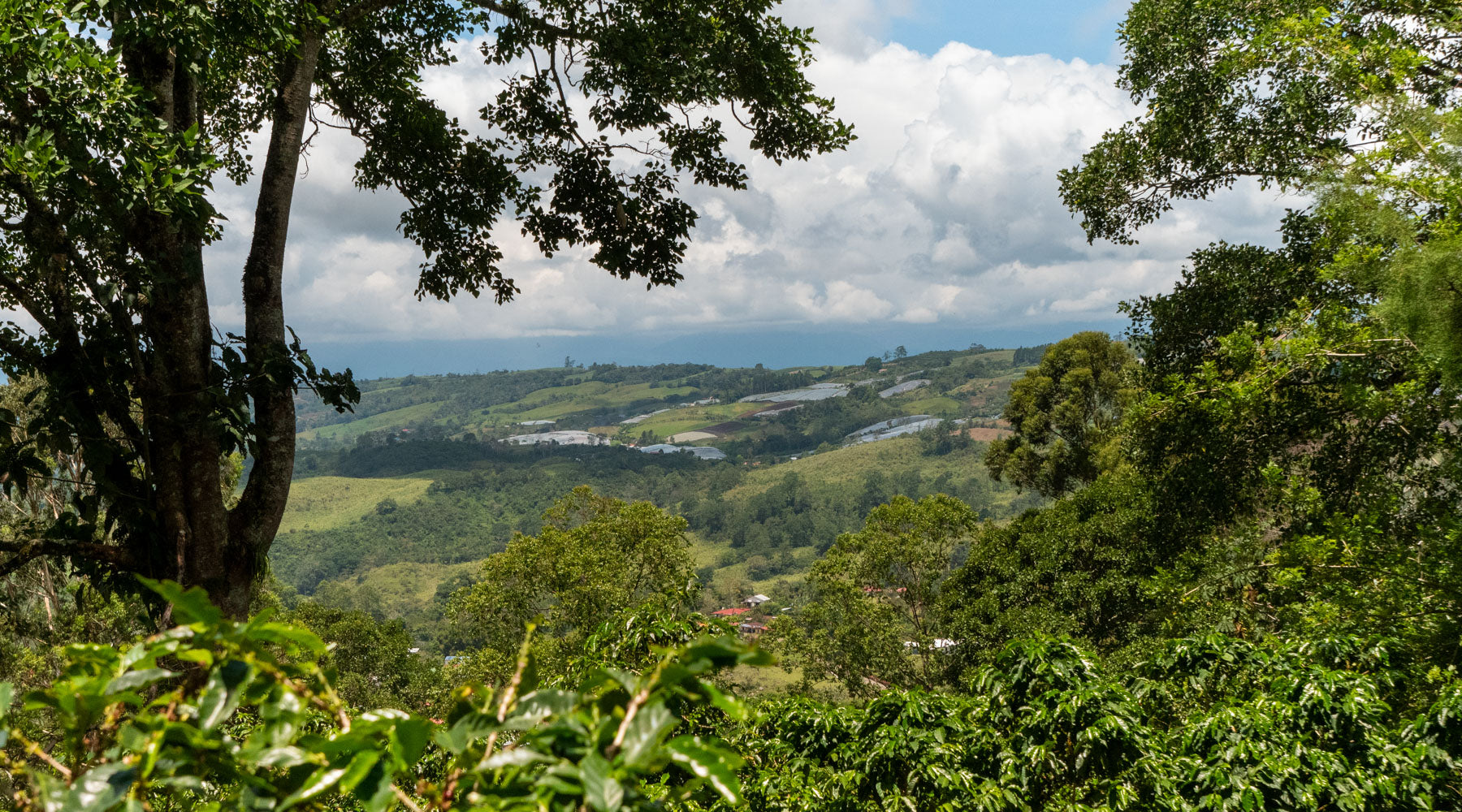 A view of the coffee fields at Aquiares Estate in Turrialba, Costa Rica. The sky is bright blue with dense clouds, and the vibrant leaves of coffee trees can be seen in the foreground of the composition.