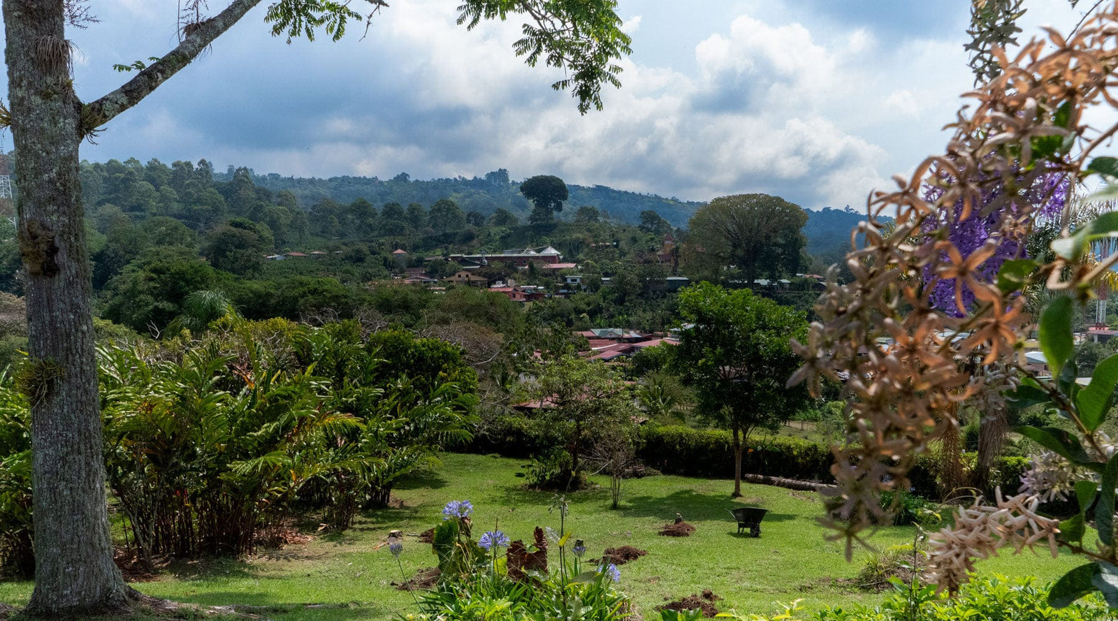 A panoramic view of Aquiares Estate, in Turrialba, Costa Rica. Tropical flowers frame the composition, and the coffee farm's milling facility and trademark Ceiba tree can be seen in the distance.
