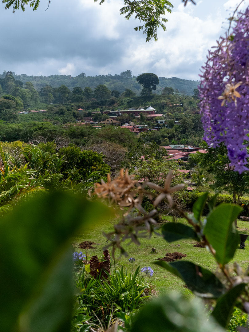 A view of Aquiares Estate, in Turrialba, Costa Rica. Tropical flowers frame the composition, and the coffee farm's milling facility and trademark Ceiba tree can be seen in the distance.