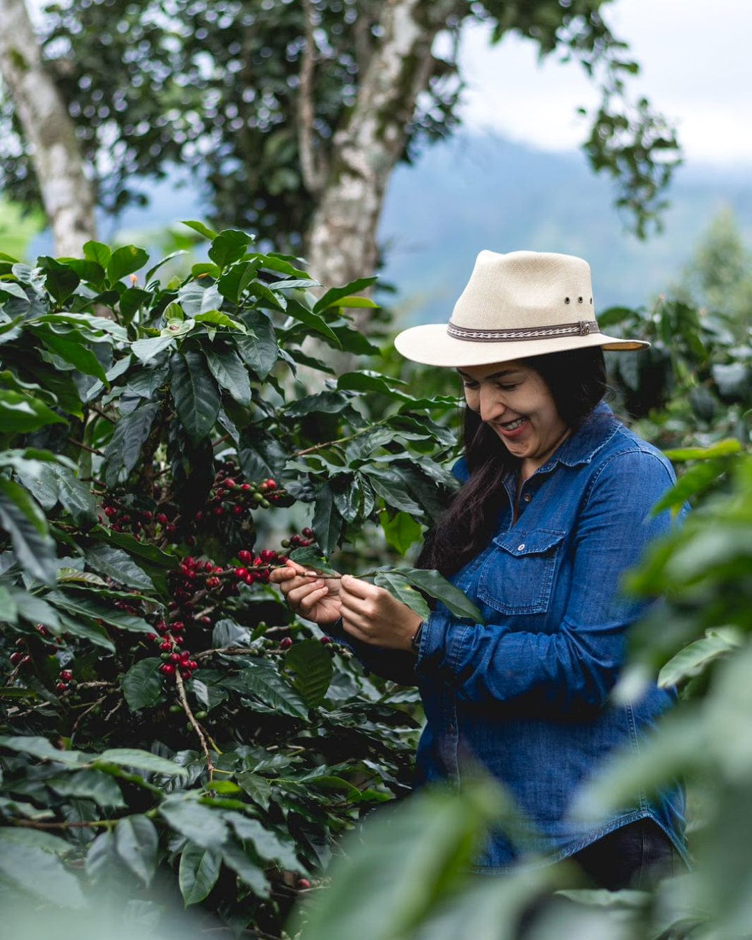 Honduras: Cecilia Quan Natural Parainema - Girl Coffee