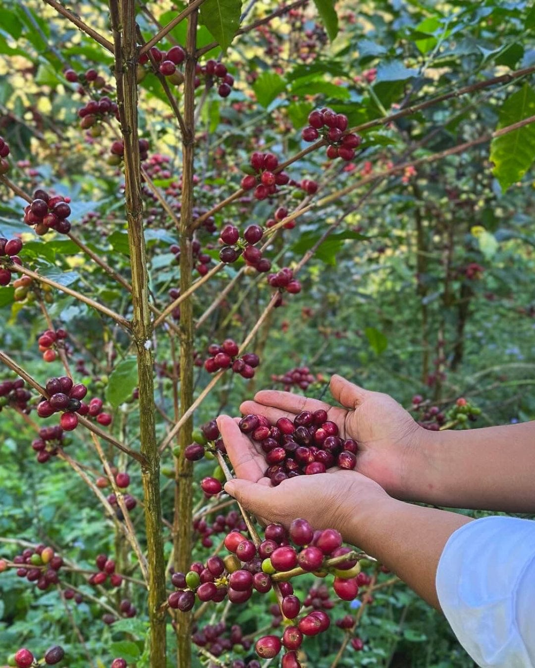 Honduras: Cecilia Quan Natural Parainema - Girl Coffee