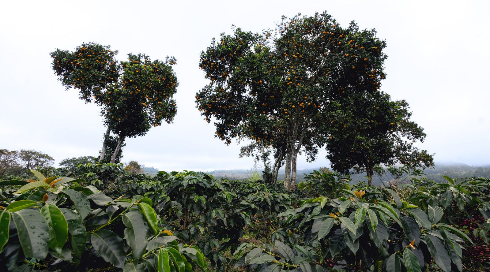 Honduras: Cecilia Quan Natural Parainema - Girl Coffee