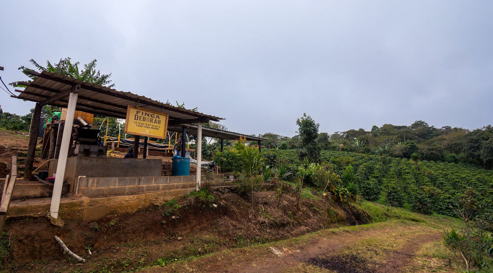 Honduras: Cecilia Quan Natural Parainema - Girl Coffee