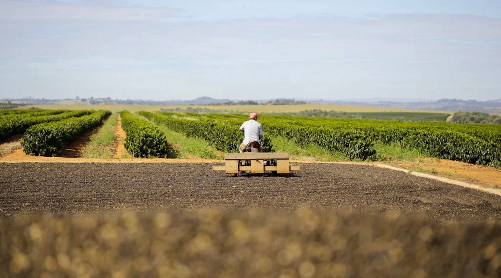 Brazil: Cerrado Paubrasil Natural - Loom Coffee Co.