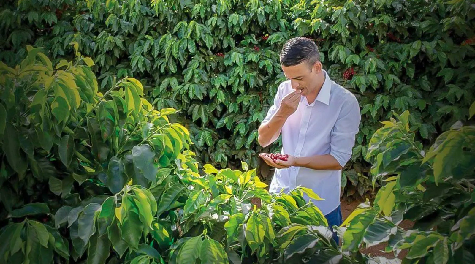Brazil: Cerrado Paubrasil Natural - Loom Coffee Co.