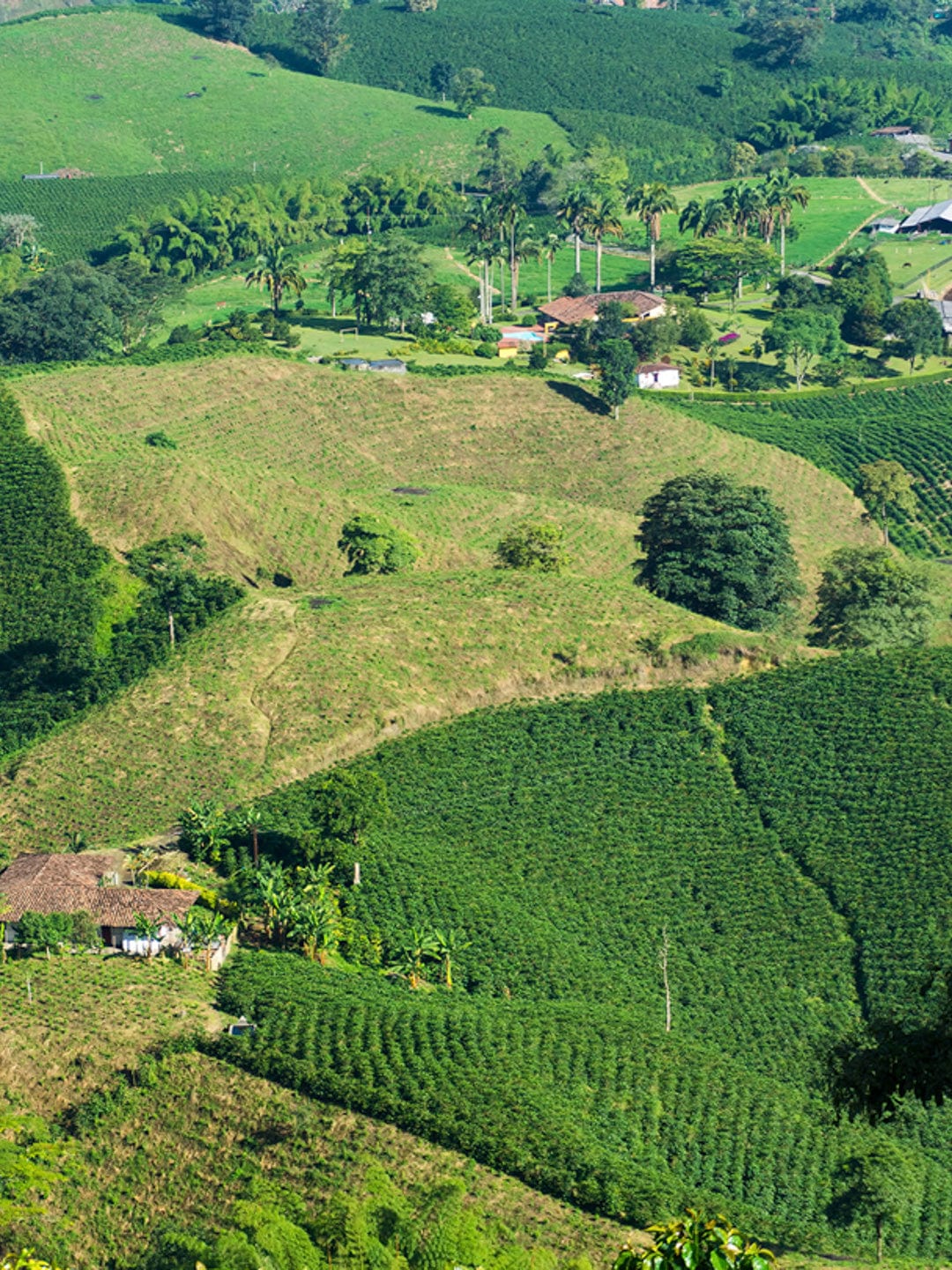 Loom Coffee Co. - Greensboro NC Coffee Roasters - Brazil Coffees - Paubrasil Natural 