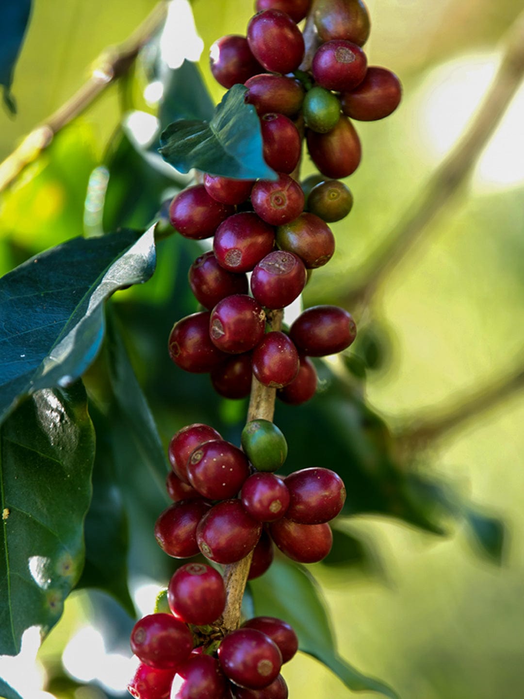 Loom Coffee Co. - Greensboro NC Coffee Roasters - Brazil Coffees - Paubrasil Natural 
