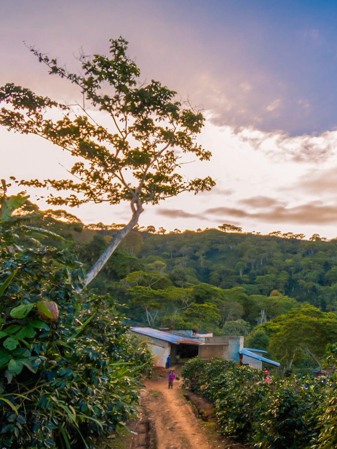 Tres Pinos, Honduras: Santa Lucia Reserve - Loom Coffee Co.
