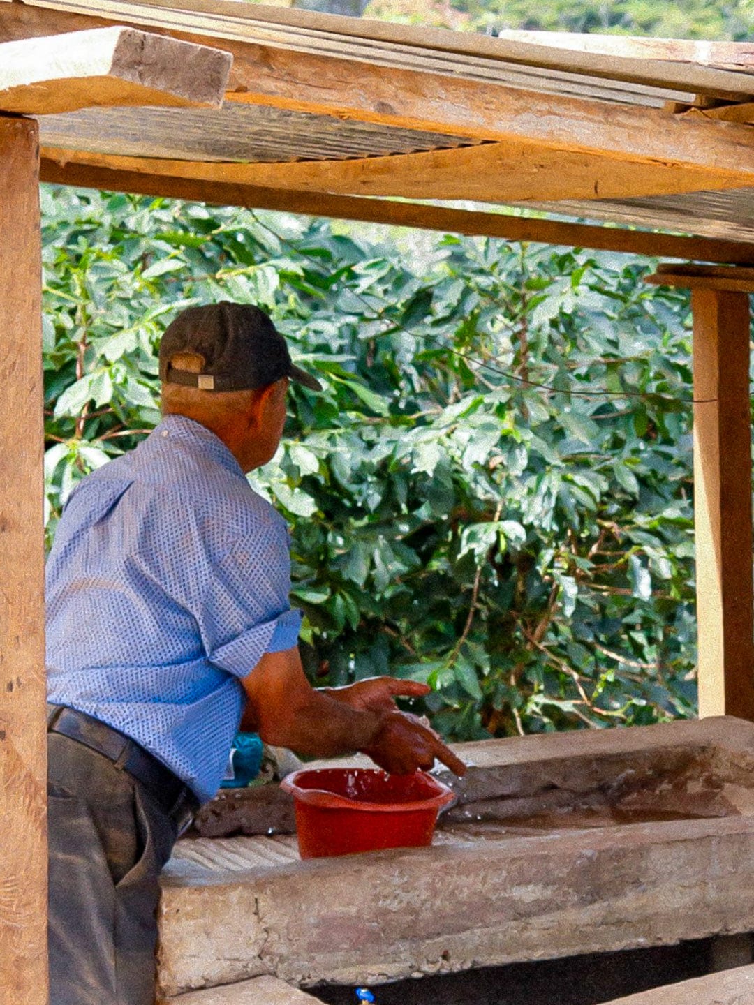 Tres Pinos, Honduras: Santa Lucia Reserve - Loom Coffee Co.