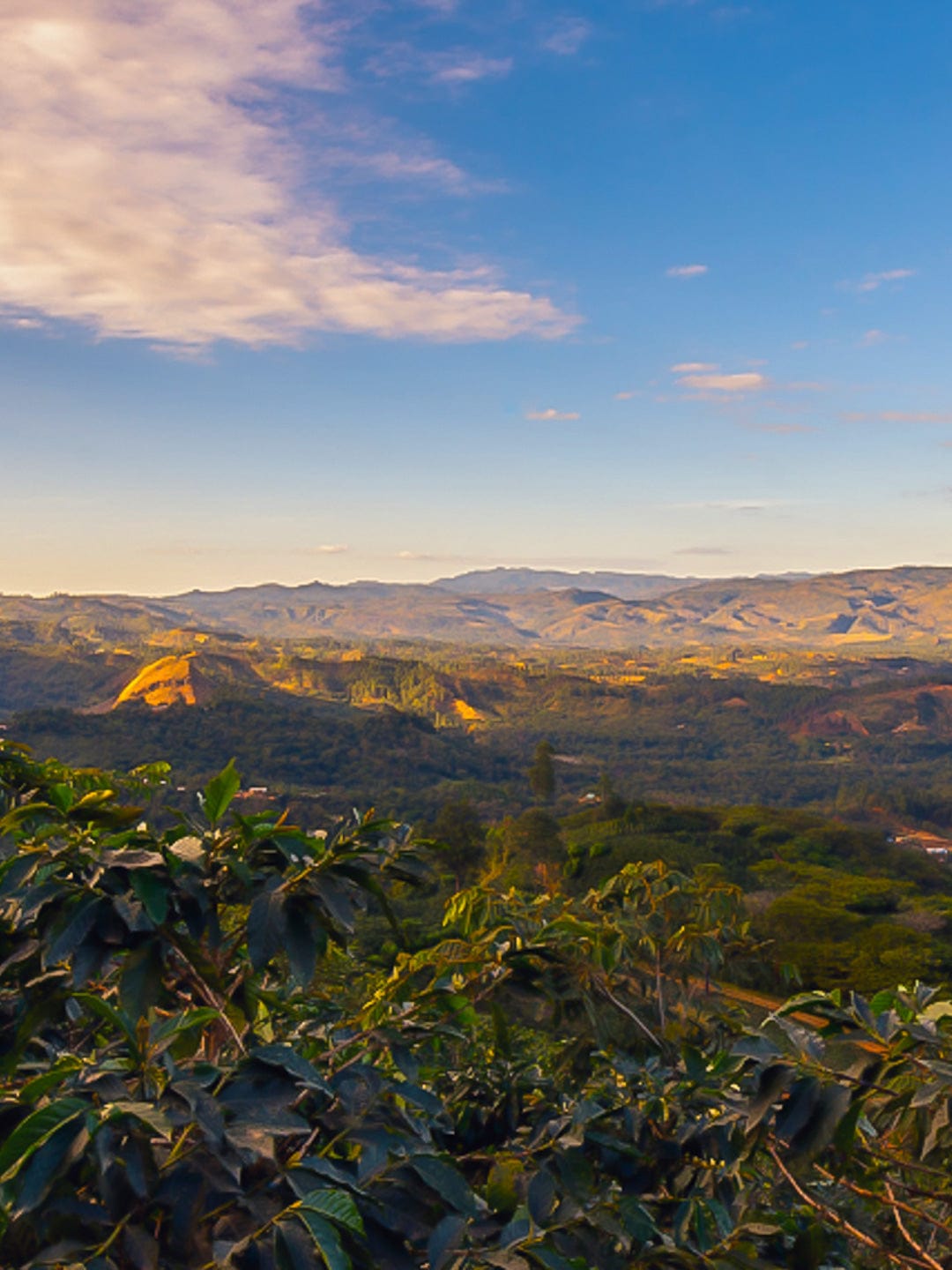 Tres Pinos, Honduras: Santa Lucia Reserve - Loom Coffee Co.