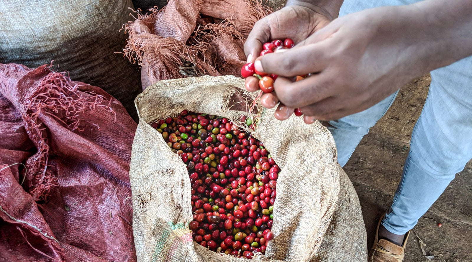 Ethiopia: Koke Honey - Loom Coffee Co.