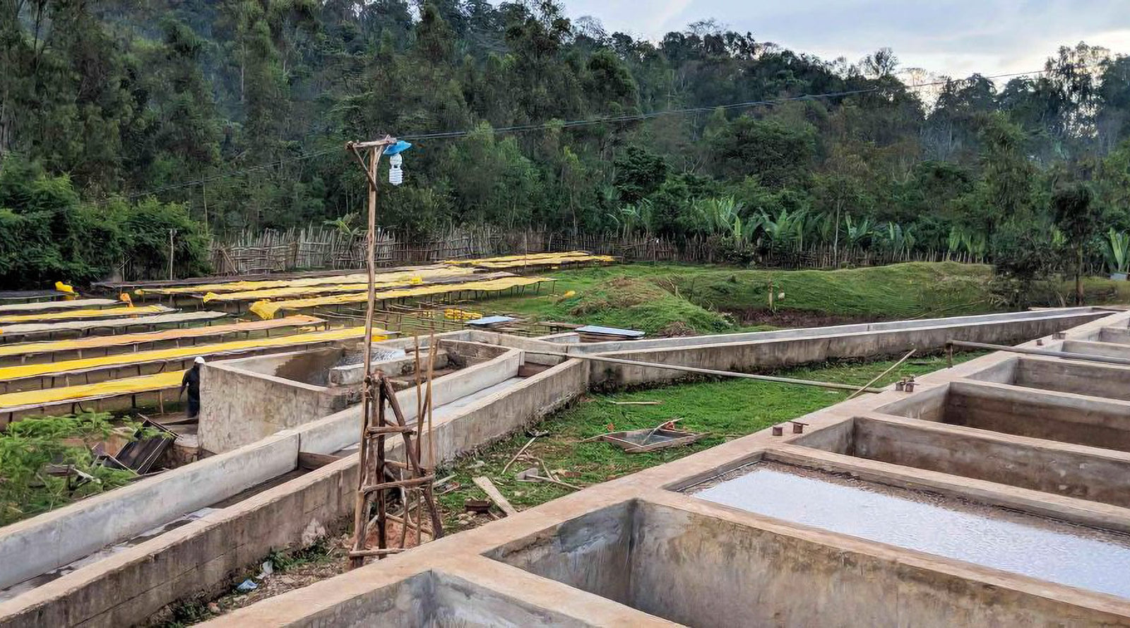 Ethiopia: Koke Honey - Loom Coffee Co.