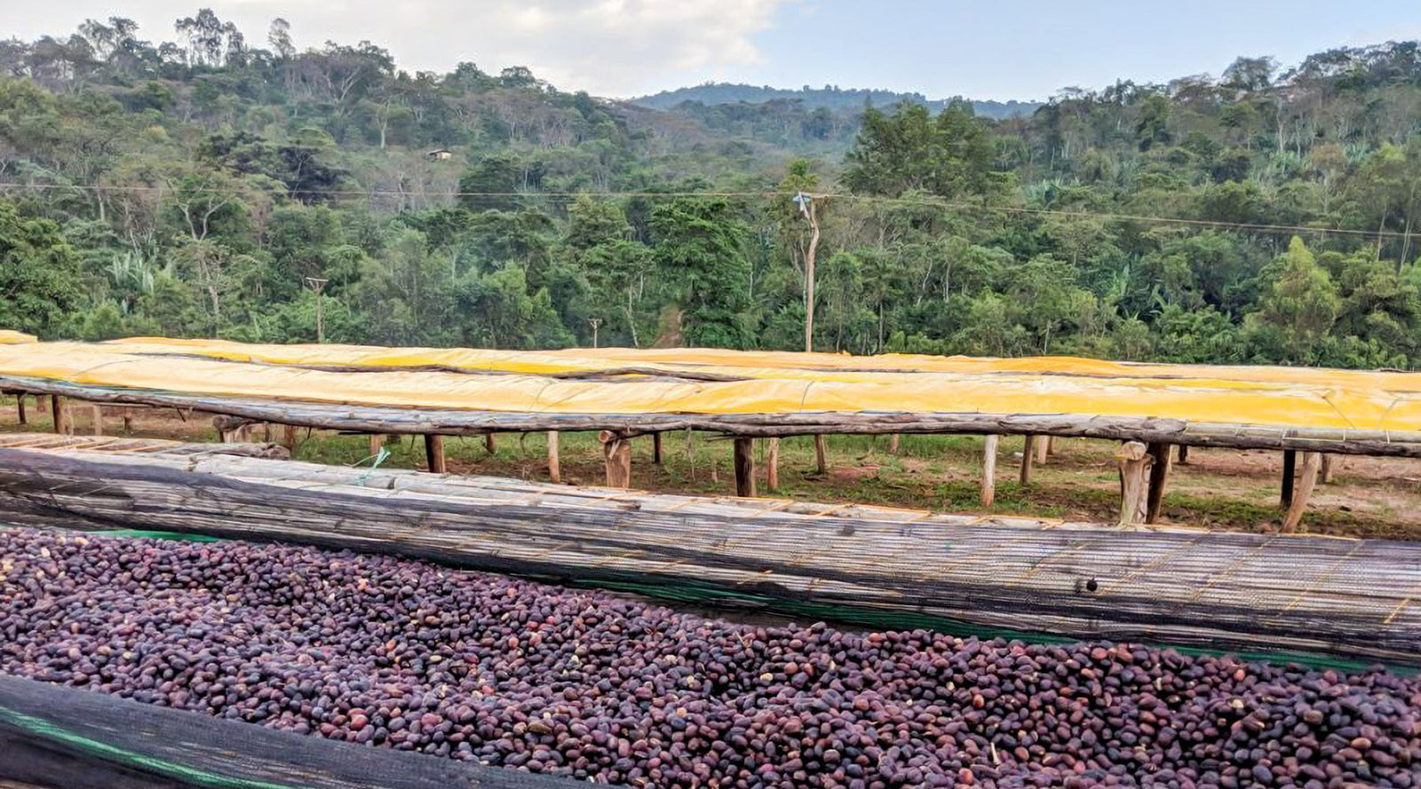 Ethiopia: Koke Honey - Loom Coffee Co.