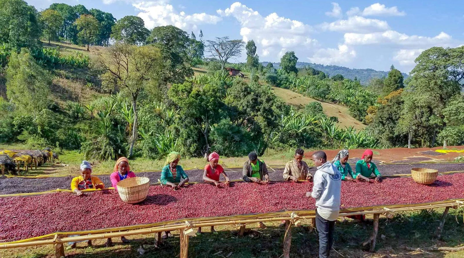 Ethiopia: Koke Honey - Loom Coffee Co.
