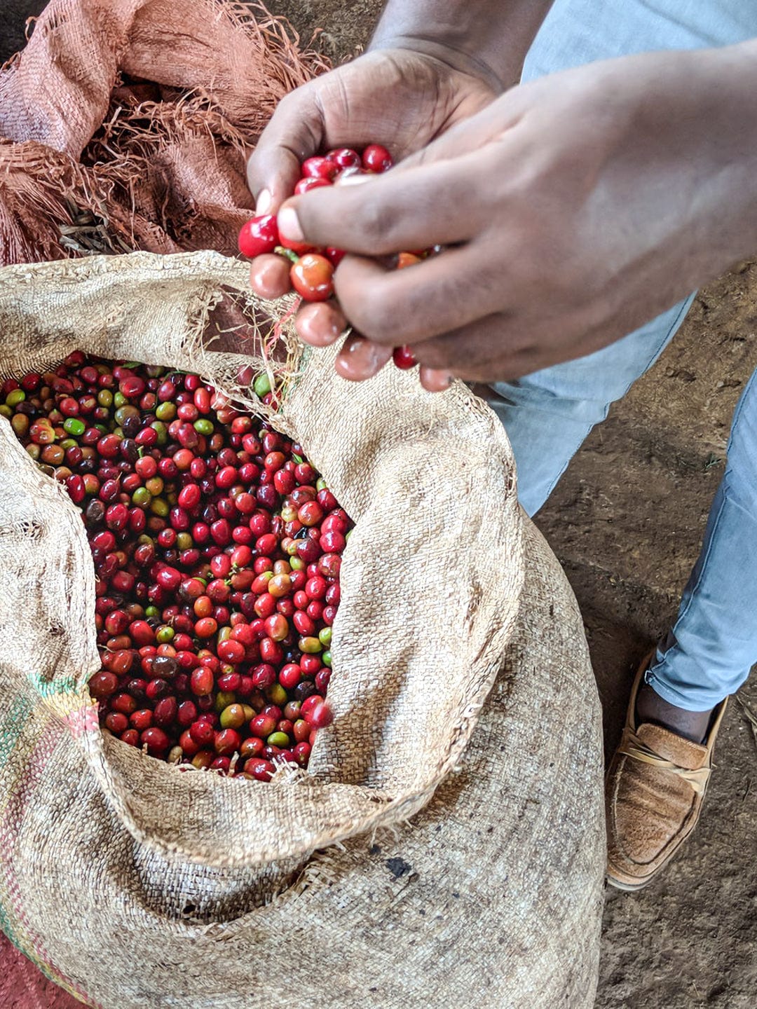 Ethiopia: Koke Honey - Loom Coffee Co.