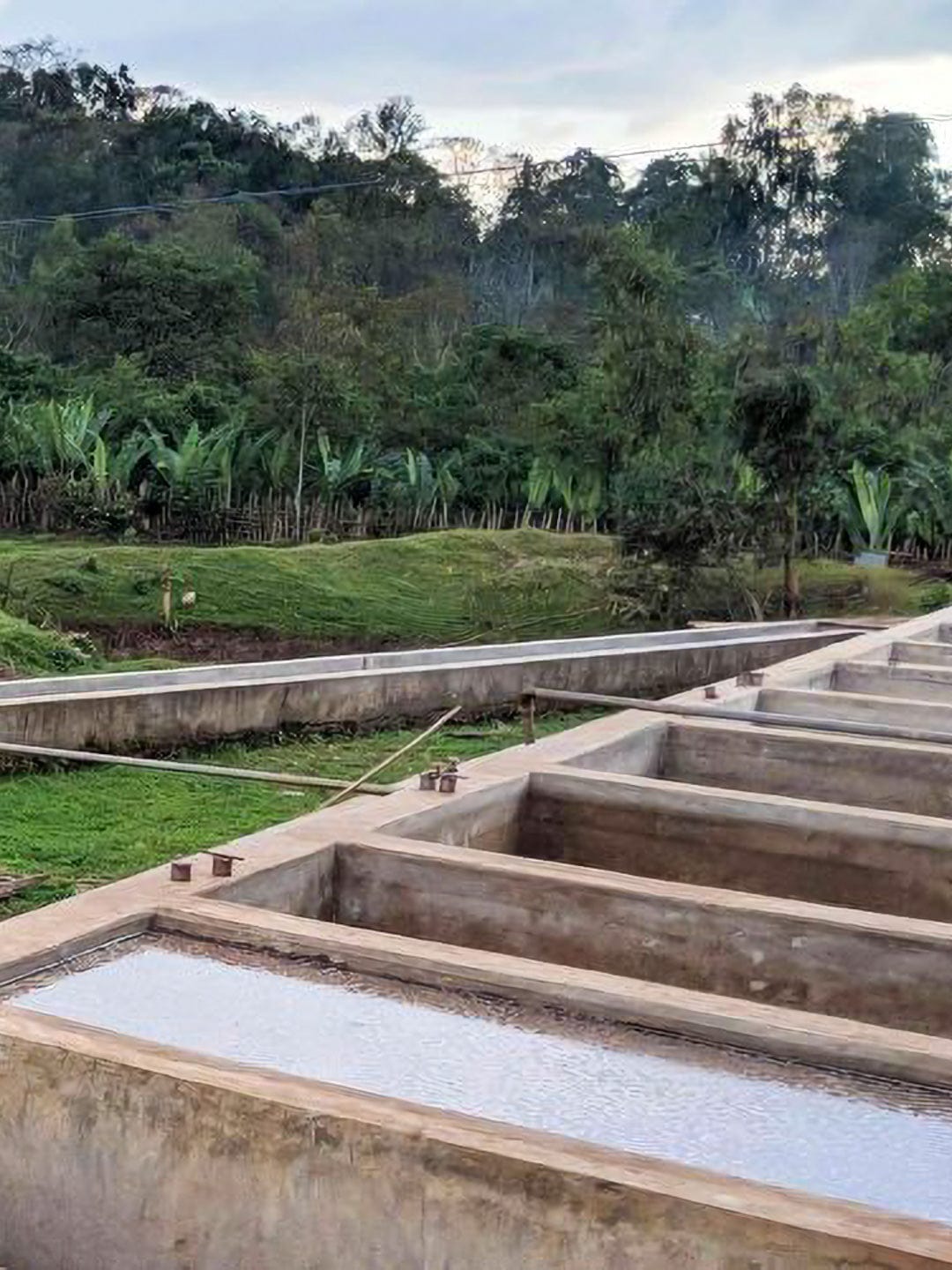 Ethiopia: Koke Honey - Loom Coffee Co.