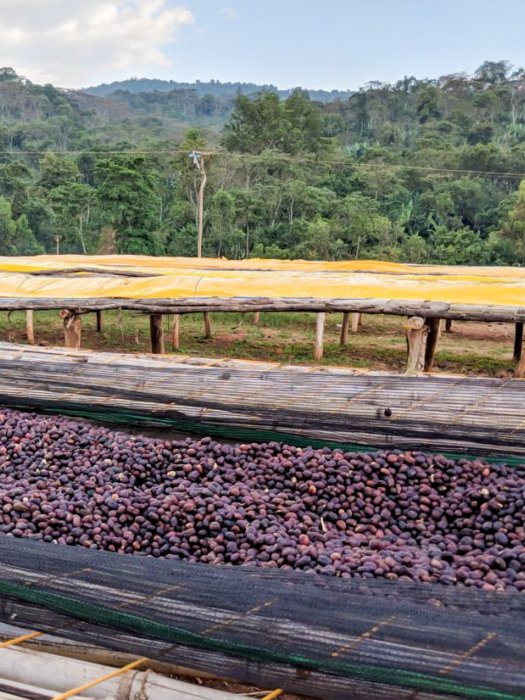 Ethiopia: Koke Honey - Loom Coffee Co.