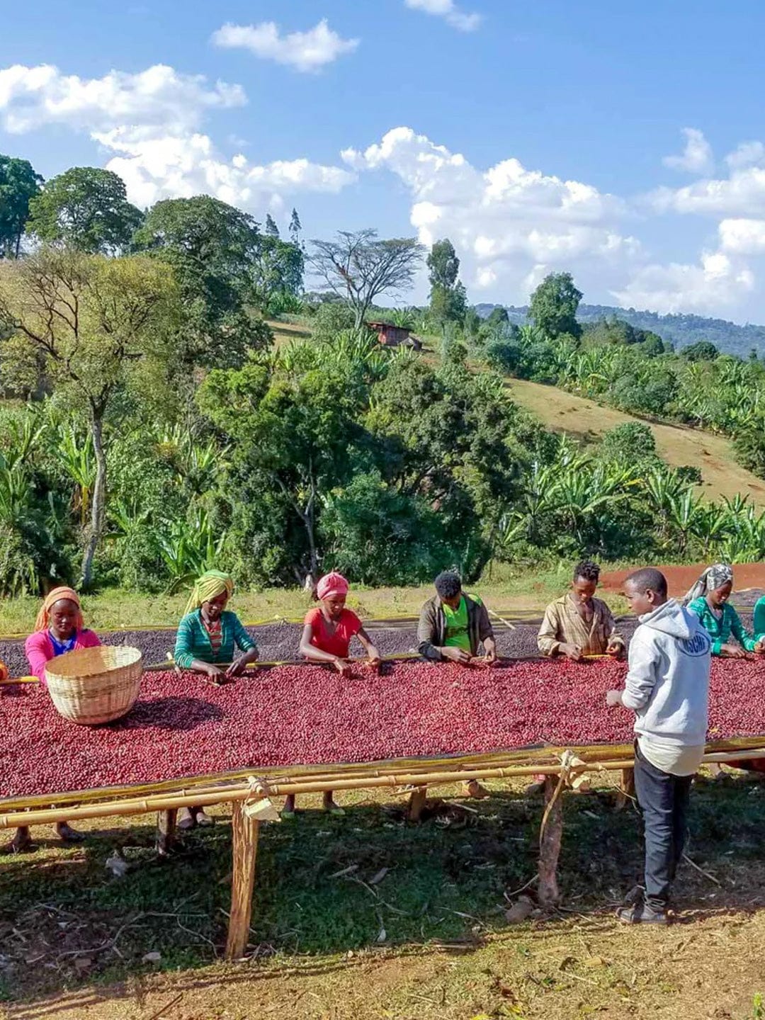 Ethiopia: Koke Honey - Loom Coffee Co.
