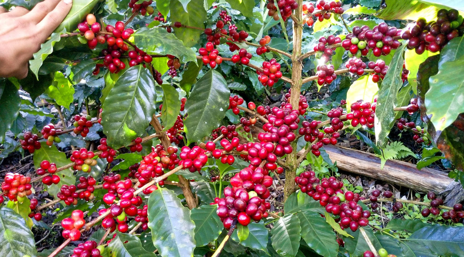 Nicaragua: Blueberry Jelly Maracaturra - Loom Coffee Co.