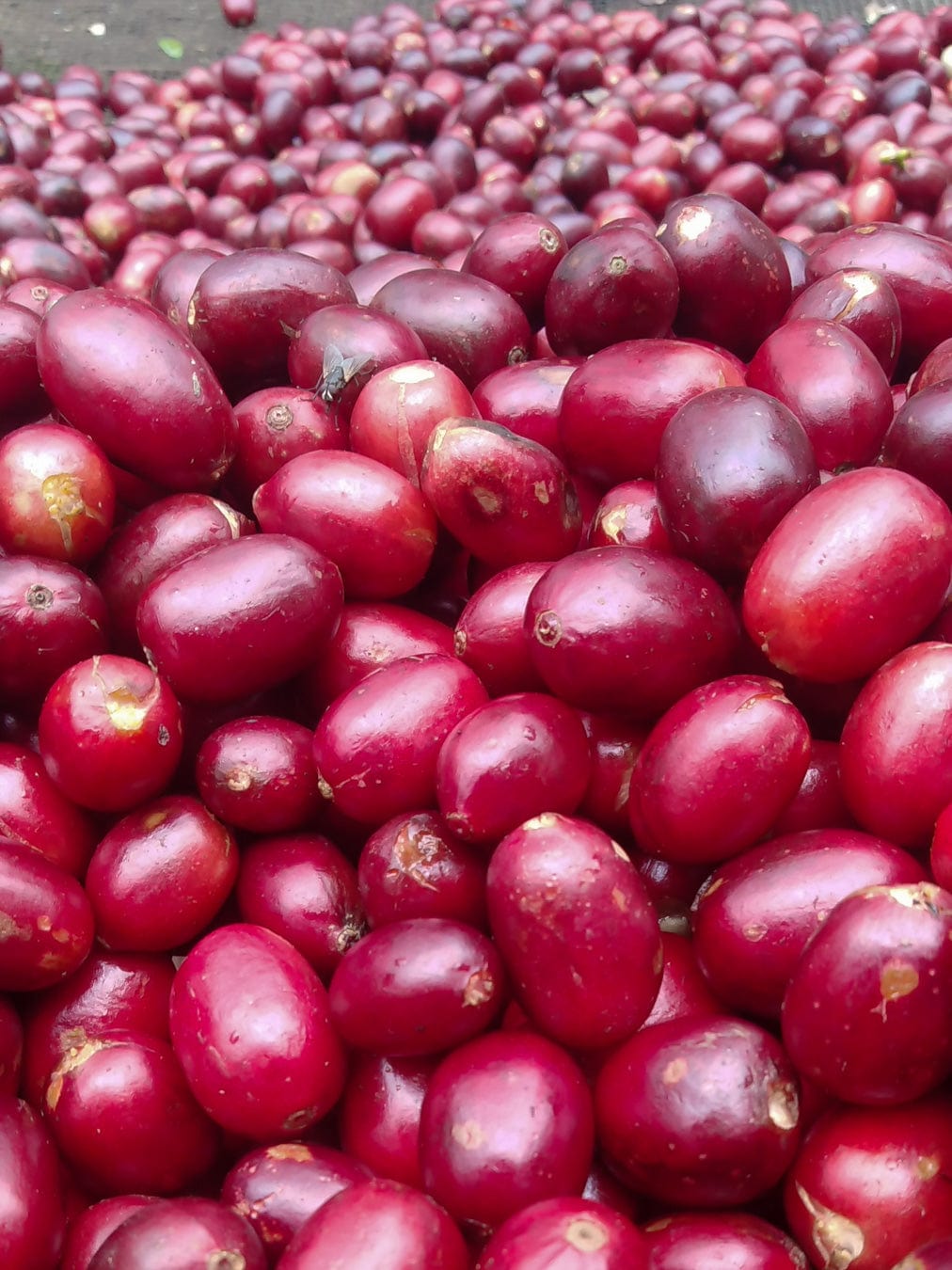 Nicaragua: Blueberry Jelly Maracaturra - Loom Coffee Co.