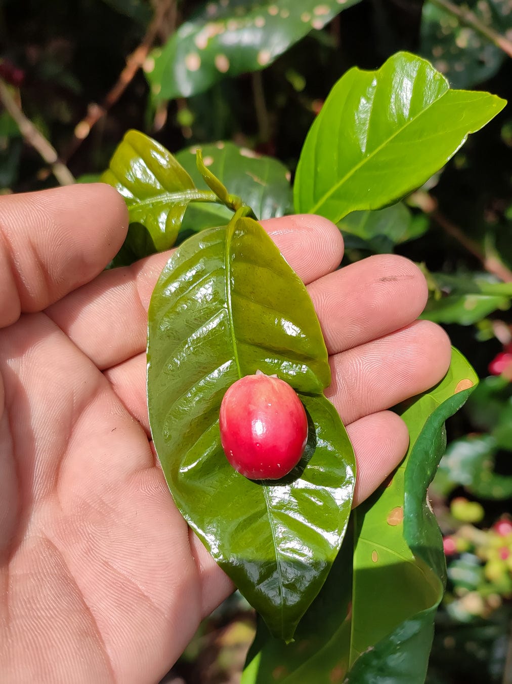 Nicaragua: Blueberry Jelly Maracaturra - Loom Coffee Co.