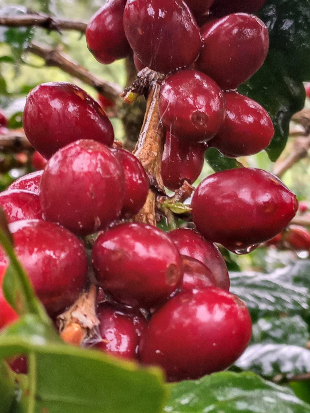 Nicaragua: Blueberry Jelly Maracaturra - Loom Coffee Co.