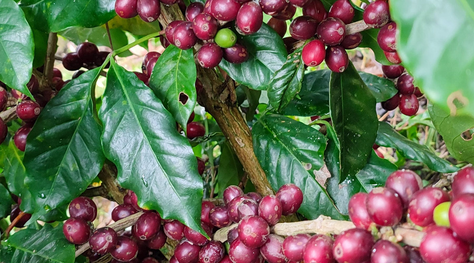 Nicaragua: Blueberry Jelly Maracaturra - Loom Coffee Co.