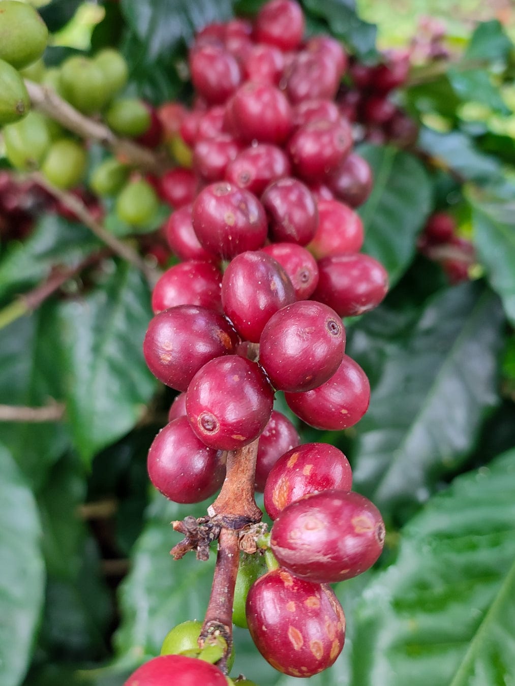 Nicaragua: Blueberry Jelly Maracaturra - Loom Coffee Co.