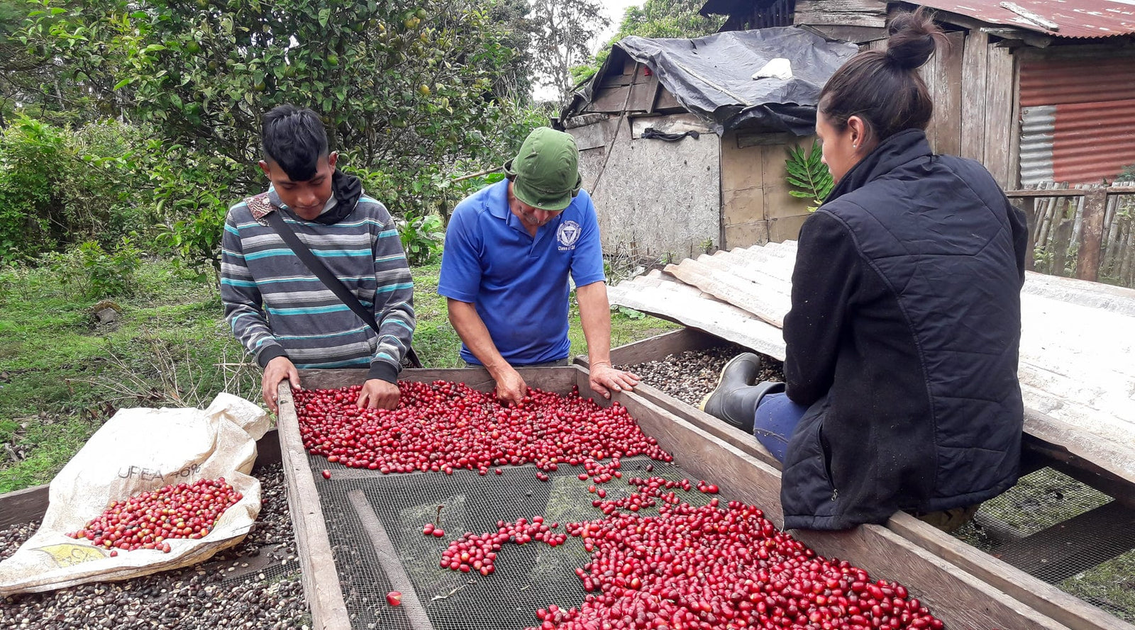 Nicaragua: Gold Mountain Natural - Loom Coffee Co.