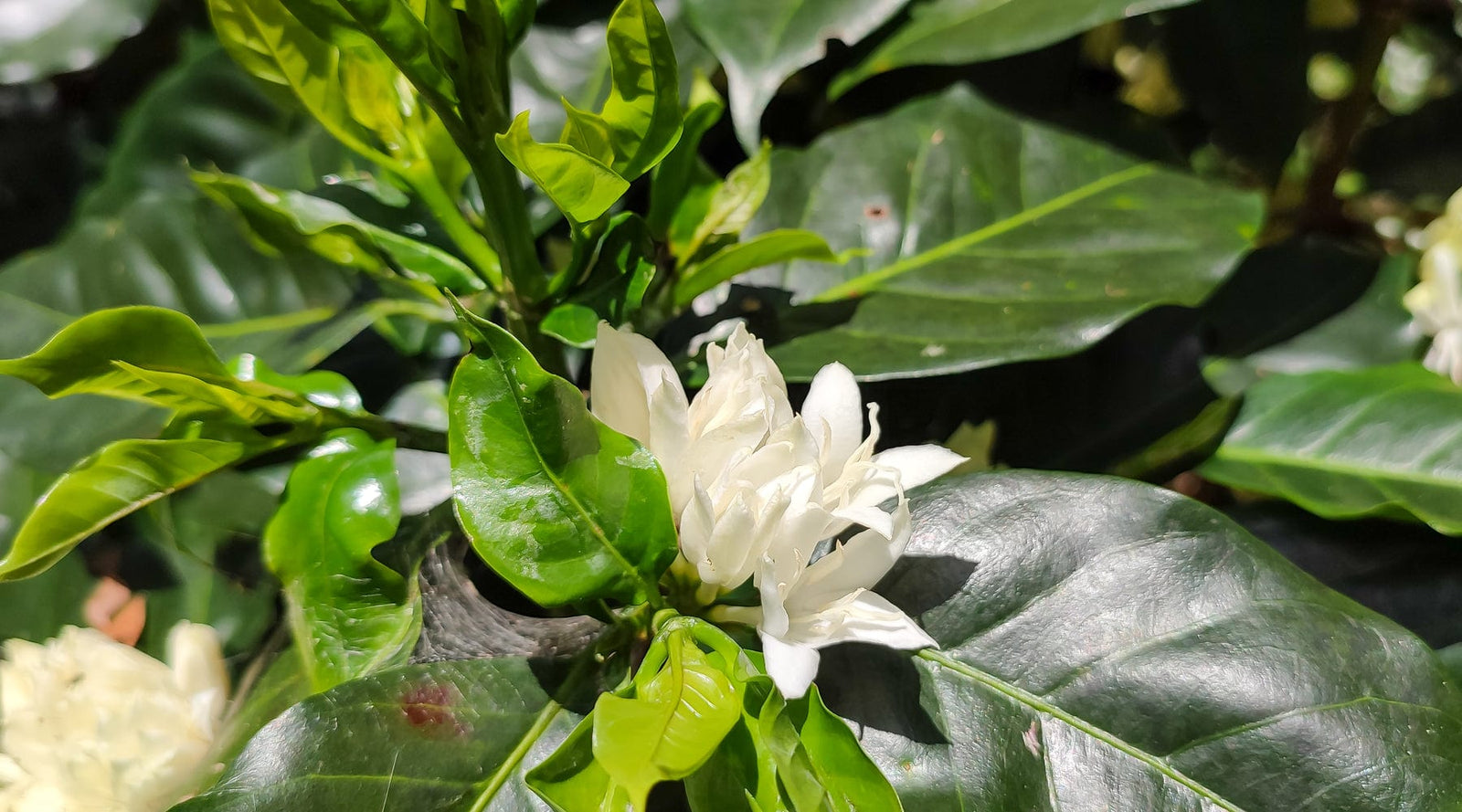 Nicaragua: Gold Mountain Natural - Loom Coffee Co.