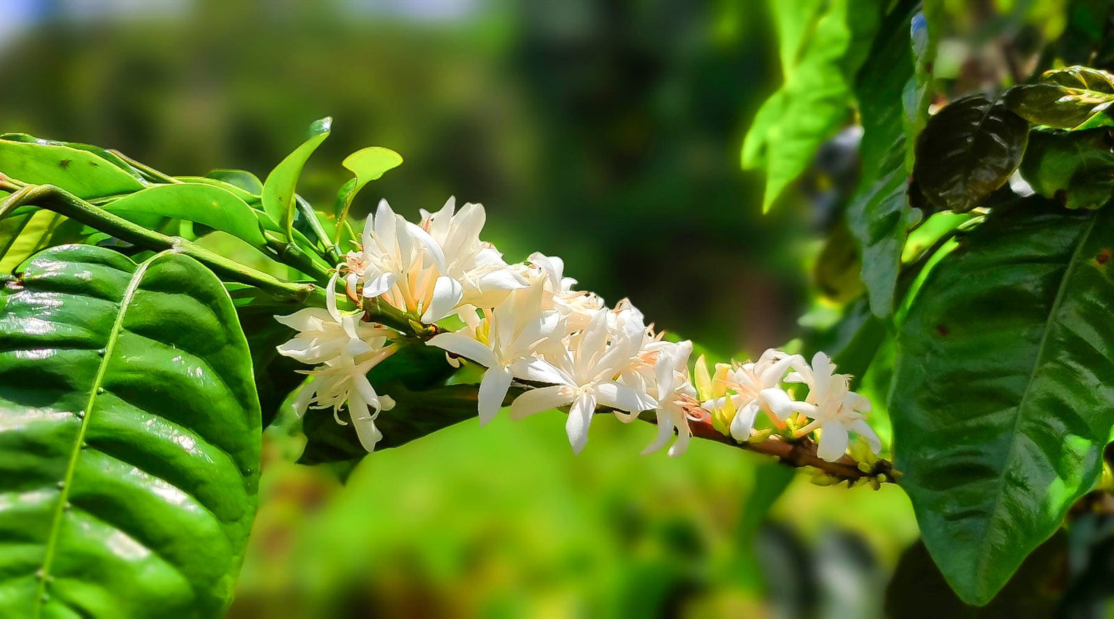 Nicaragua: Gold Mountain Natural - Loom Coffee Co.