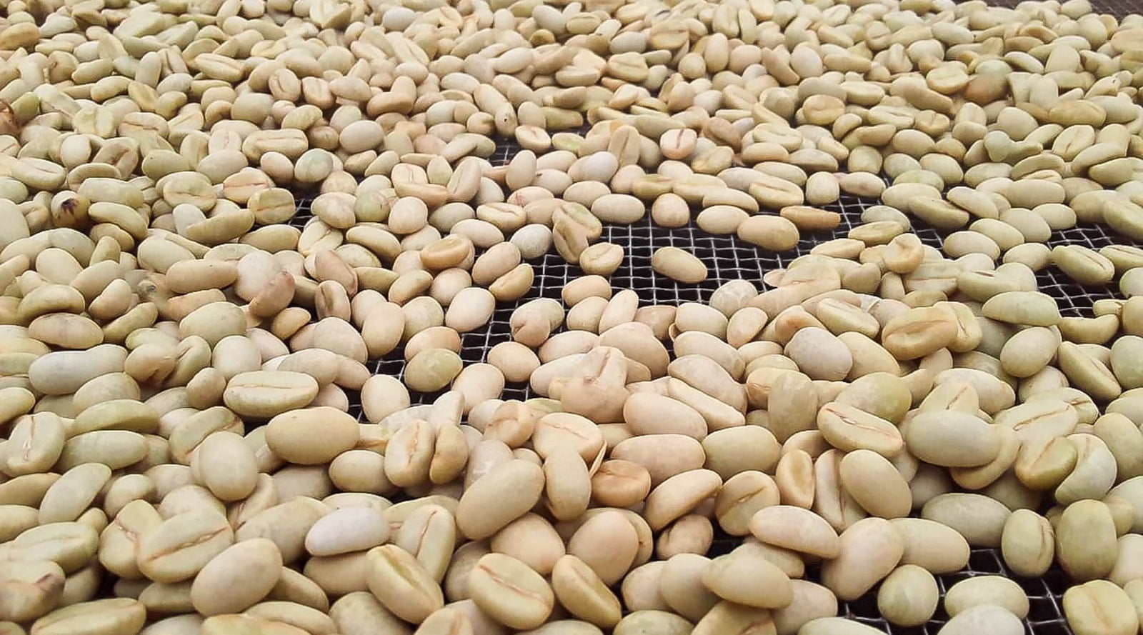 Nicaragua: Gold Mountain Natural - Loom Coffee Co.