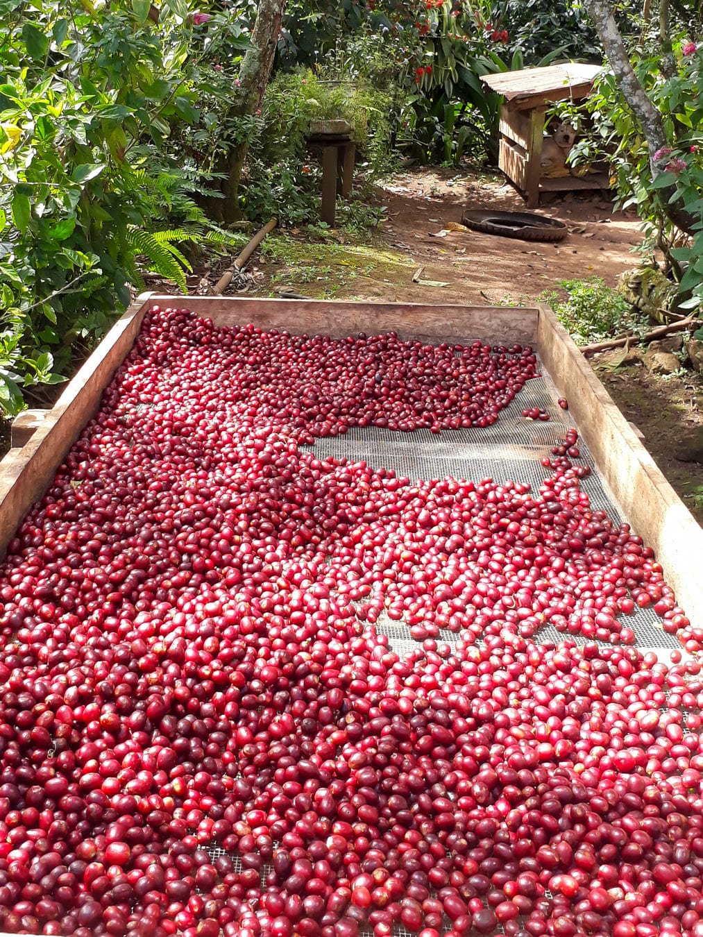 Nicaragua: Gold Mountain Natural - Loom Coffee Co.