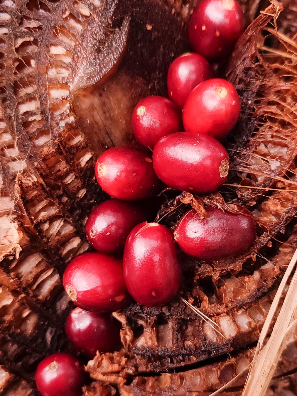 Nicaragua: Gold Mountain Natural - Loom Coffee Co.