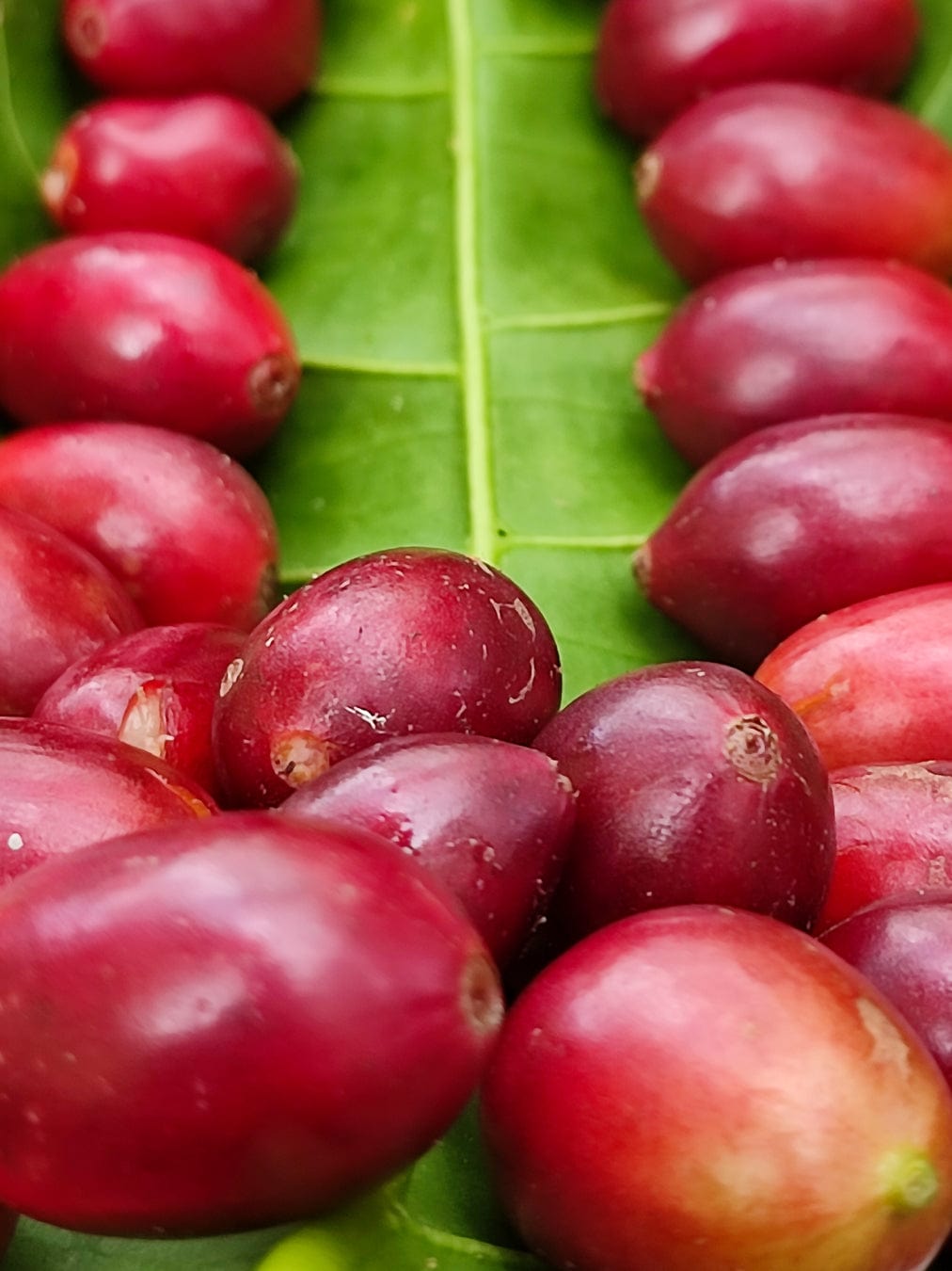 Nicaragua: Gold Mountain Natural - Loom Coffee Co.