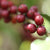 Loom_Coffee_Co._-_Greensboro_NC_Roasters_-_Collections_Image_-_Organic_Coffees