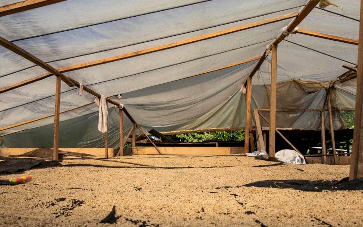 Colombia: Tolima Finca La Leona Caturra Washed - Girl Coffee