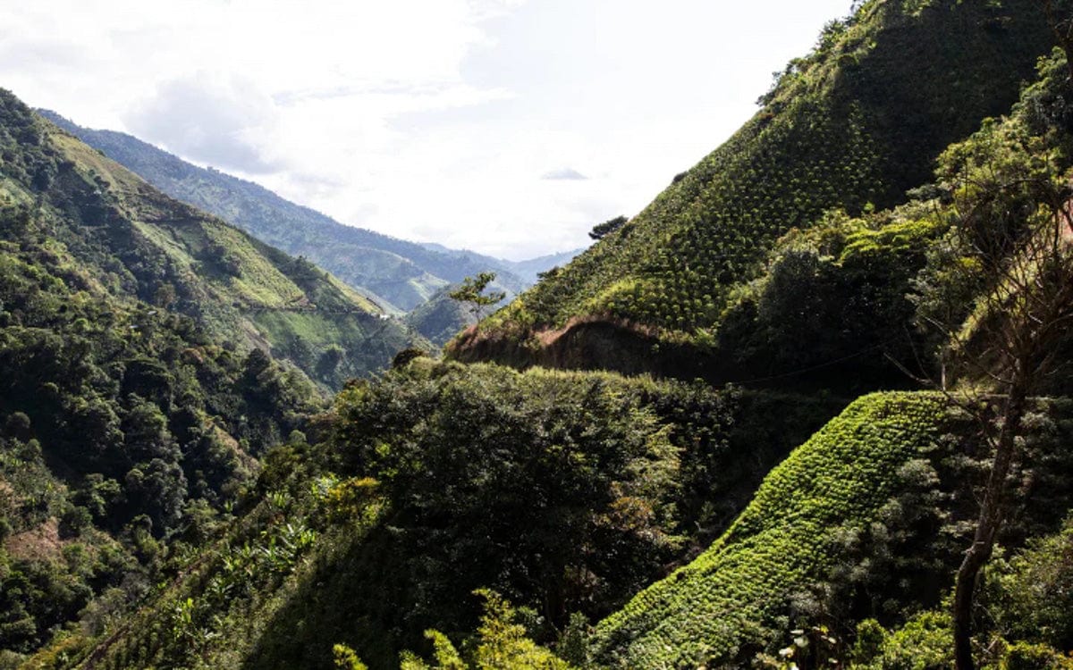 Colombia: Tolima Finca La Leona Caturra Washed - Girl Coffee