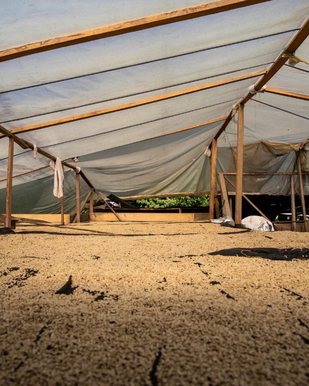 Colombia: Tolima Finca La Leona Caturra Washed - Girl Coffee