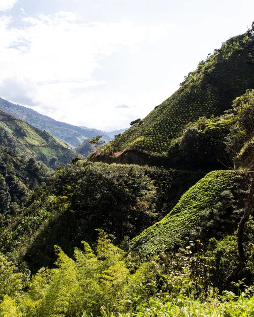 Colombia: Tolima Finca La Leona Caturra Washed - Girl Coffee