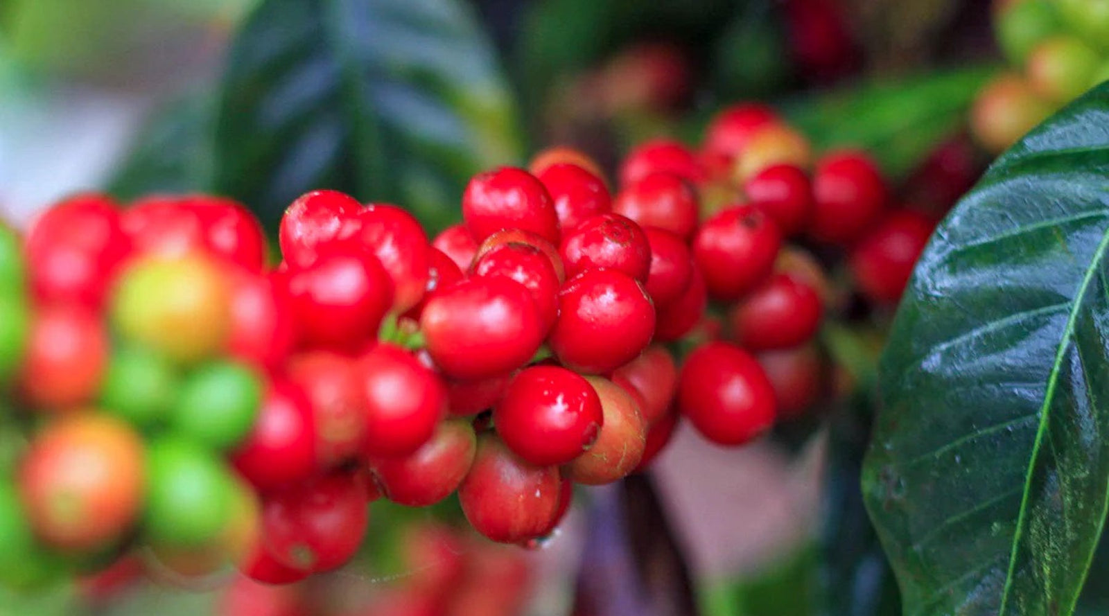 Honduras: Katia Duke - Finca San Isidro Washed - Loom Coffee Co.