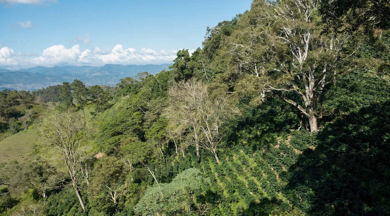 Honduras: Katia Duke - Finca San Isidro Washed - Loom Coffee Co. - Greensboro NC Coffee Roasters